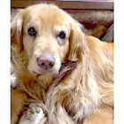 ゴールデンレトリーバー,動画