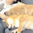 ゴールデンレトリーバー,動画