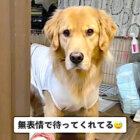 ゴールデンレトリーバー,動画