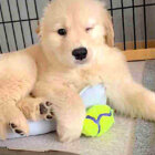 ゴールデンレトリーバー,動画