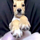 ラブラドールレトリーバー,動画