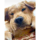 ゴールデンレトリーバー,動画