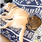 ラブラドールレトリーバー,動画