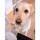 ラブラドールレトリーバー,動画