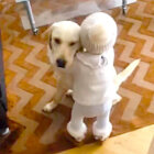 ラブラドールレトリーバー,動画