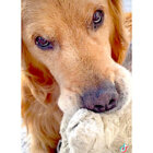 ゴールデンレトリーバー,動画