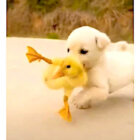 ラブラドールレトリーバー,動画