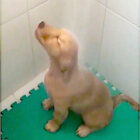 ラブラドールレトリーバー,動画