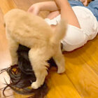 ゴールデンレトリーバー,動画