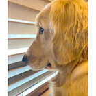 ゴールデンレトリーバー,動画