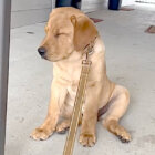 ラブラドールレトリーバー,動画