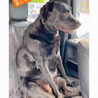 ラブラドールレトリーバー,動画