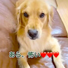 ゴールデンレトリーバー,動画