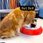 ゴールデンレトリーバー,動画