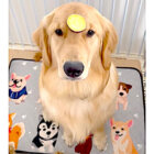 ゴールデンレトリーバー,動画