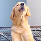 ゴールデンレトリーバー,動画