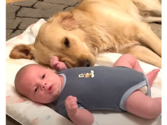 ゴールデンレトリーバー,動画