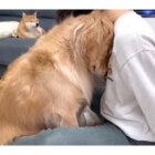 ゴールデンレトリーバー,動画