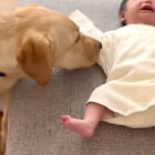 ラブラドールレトリーバー,動画