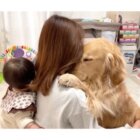 ゴールデンレトリーバー,動画