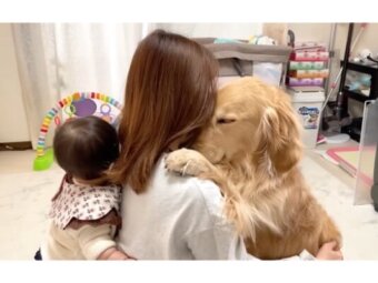 ゴールデンレトリーバー,動画