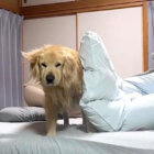 ゴールデンレトリーバー,動画