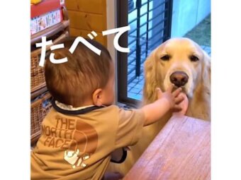 ゴールデンレトリーバー,動画