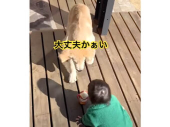 ゴールデンレトリーバー,動画